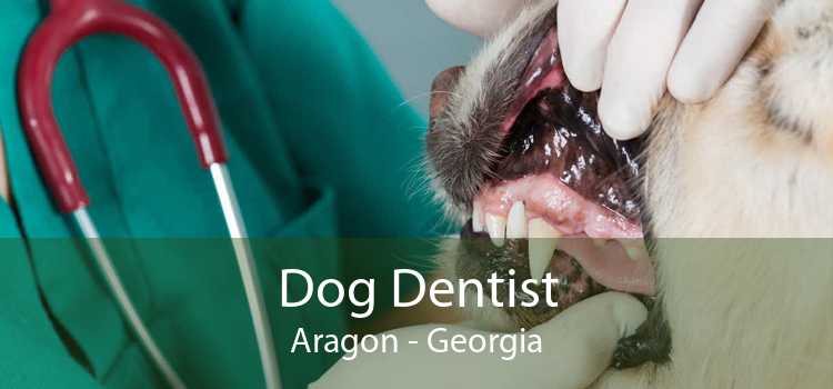 Dog Dentist Aragon - Georgia