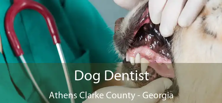 Dog Dentist Athens Clarke County - Georgia