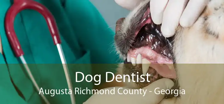 Dog Dentist Augusta Richmond County - Georgia