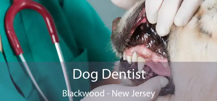 Dog Dentist Blackwood - New Jersey