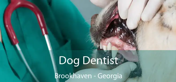 Dog Dentist Brookhaven - Georgia