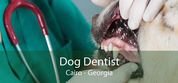 Dog Dentist Cairo - Georgia
