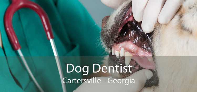 Dog Dentist Cartersville - Georgia