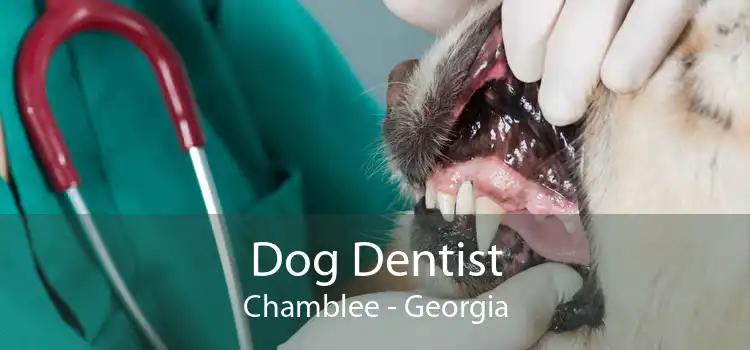 Dog Dentist Chamblee - Georgia