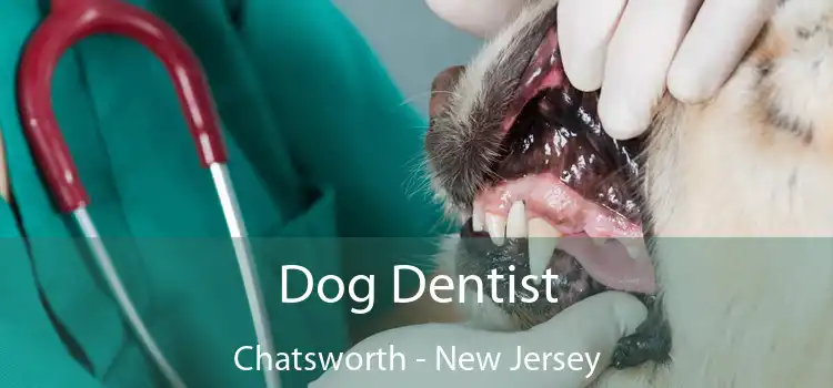 Dog Dentist Chatsworth - New Jersey