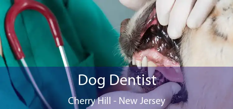 Dog Dentist Cherry Hill - New Jersey