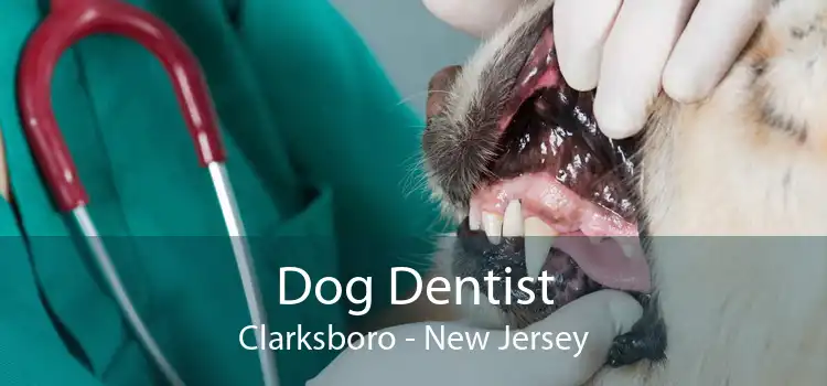 Dog Dentist Clarksboro - New Jersey