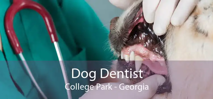 Dog Dentist College Park - Georgia