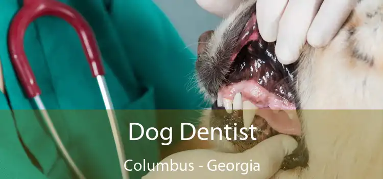 Dog Dentist Columbus - Georgia