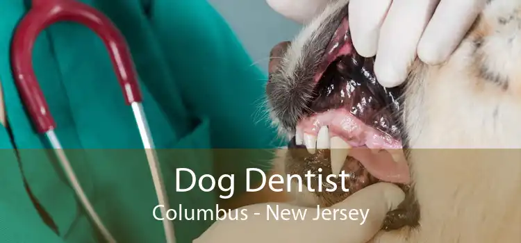 Dog Dentist Columbus - New Jersey