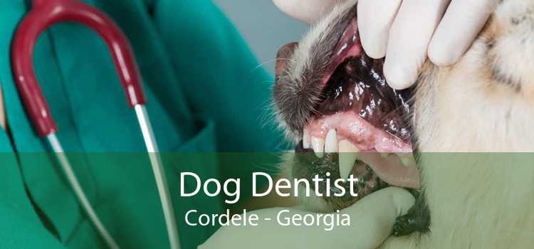 Dog Dentist Cordele - Georgia