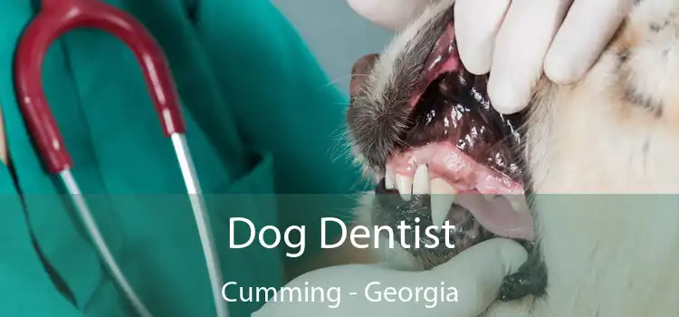 Dog Dentist Cumming - Georgia