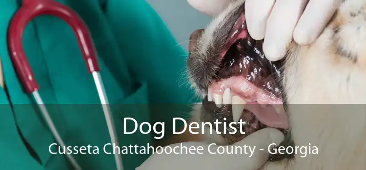 Dog Dentist Cusseta Chattahoochee County - Georgia