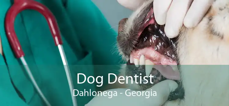 Dog Dentist Dahlonega - Georgia