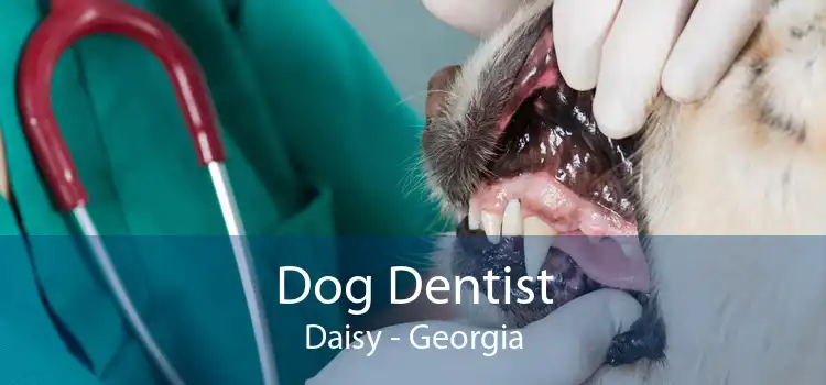 Dog Dentist Daisy - Georgia