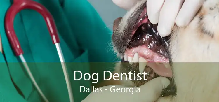 Dog Dentist Dallas - Georgia