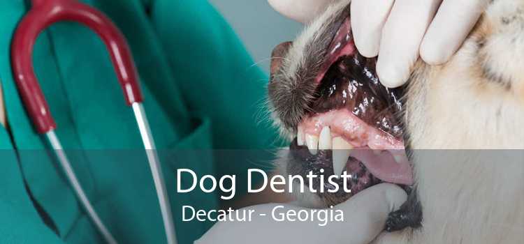 Dog Dentist Decatur - Georgia