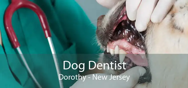 Dog Dentist Dorothy - New Jersey