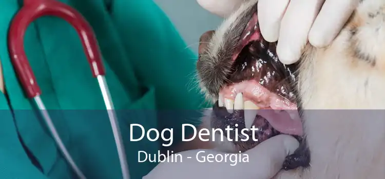 Dog Dentist Dublin - Georgia