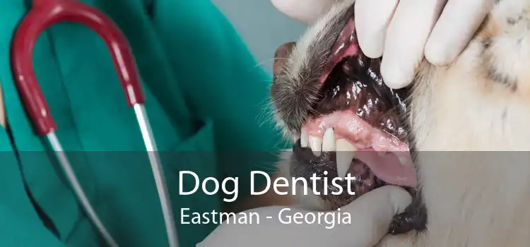 Dog Dentist Eastman - Georgia