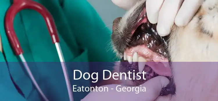 Dog Dentist Eatonton - Georgia