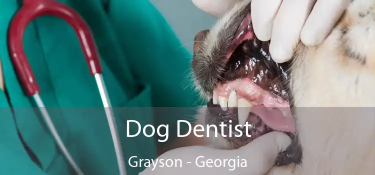 Dog Dentist Grayson - Georgia