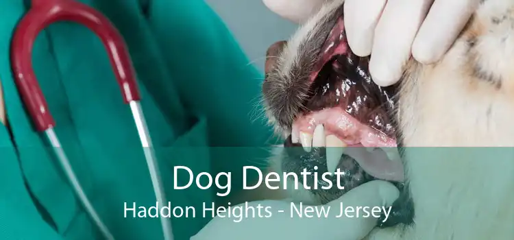 Dog Dentist Haddon Heights - New Jersey