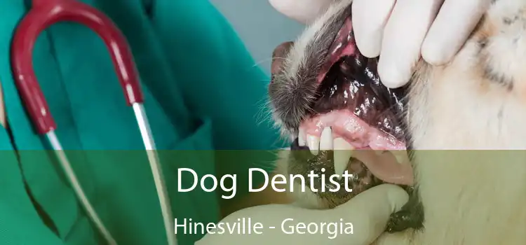 Dog Dentist Hinesville - Georgia