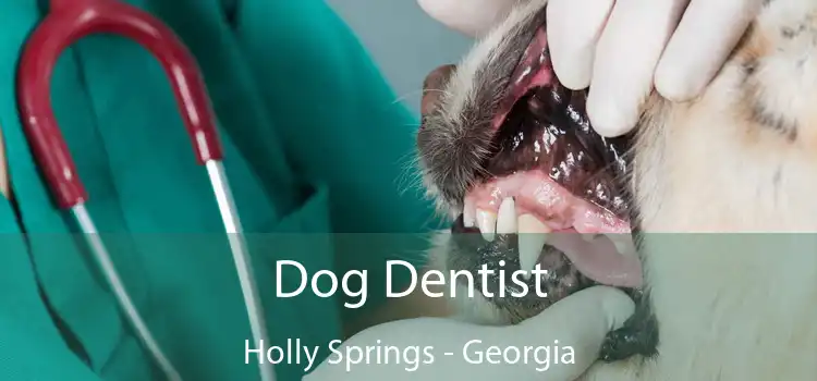 Dog Dentist Holly Springs - Georgia