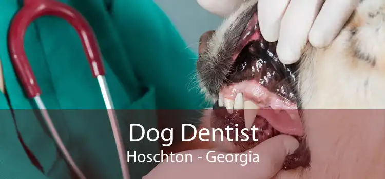 Dog Dentist Hoschton - Georgia