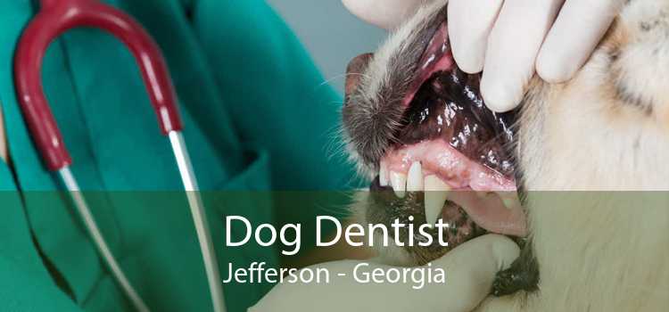 Dog Dentist Jefferson - Georgia