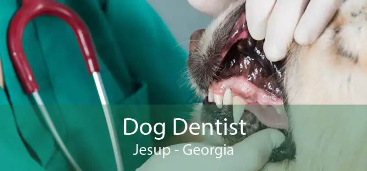 Dog Dentist Jesup - Georgia