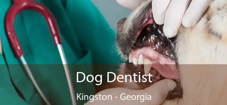 Dog Dentist Kingston - Georgia