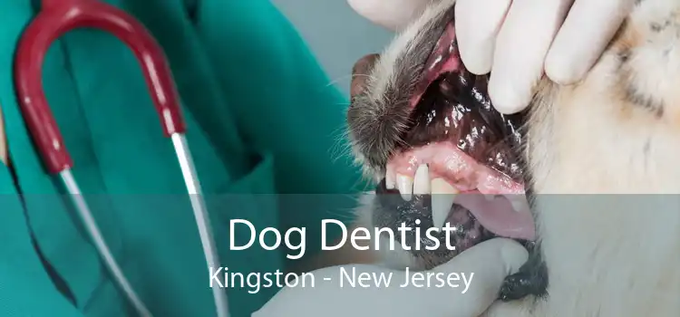 Dog Dentist Kingston - New Jersey