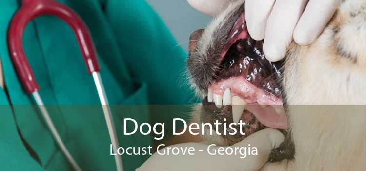 Dog Dentist Locust Grove - Georgia