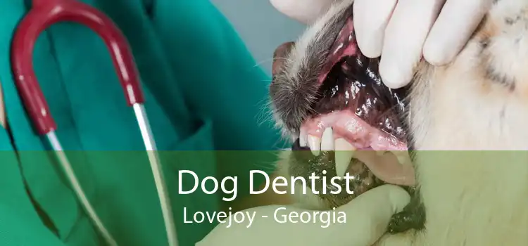 Dog Dentist Lovejoy - Georgia