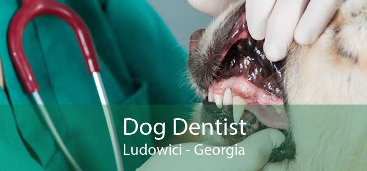 Dog Dentist Ludowici - Georgia
