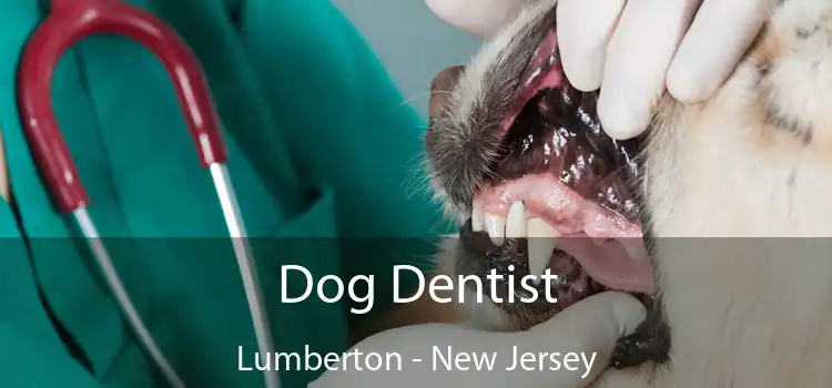 Dog Dentist Lumberton - New Jersey