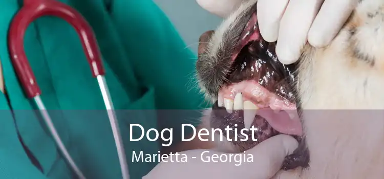 Dog Dentist Marietta - Georgia