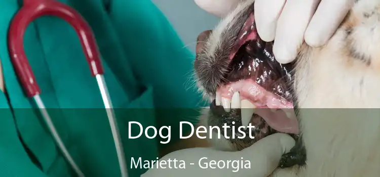 Dog Dentist Marietta - Georgia