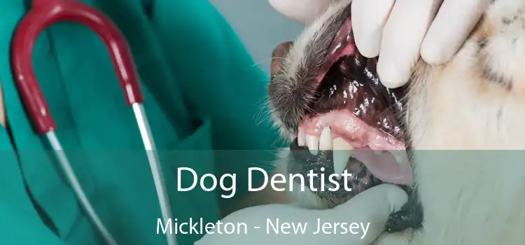 Dog Dentist Mickleton - New Jersey