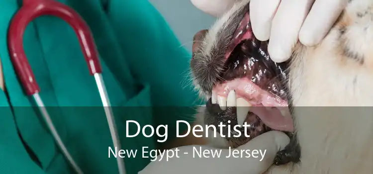 Dog Dentist New Egypt - New Jersey