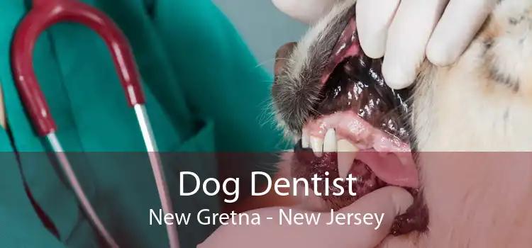 Dog Dentist New Gretna - New Jersey
