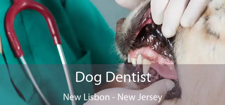 Dog Dentist New Lisbon - New Jersey