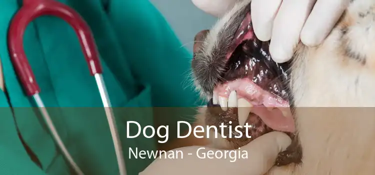 Dog Dentist Newnan - Georgia