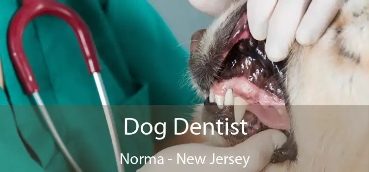 Dog Dentist Norma - New Jersey