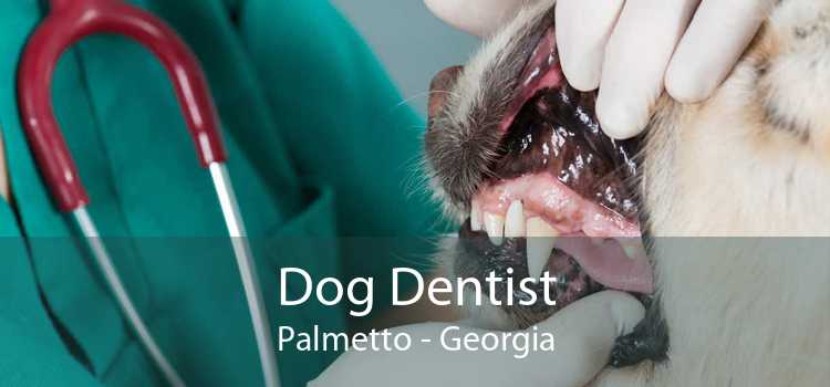 Dog Dentist Palmetto - Georgia