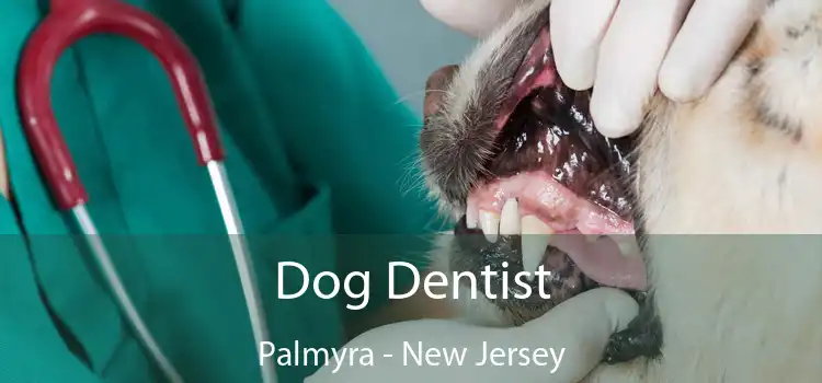 Dog Dentist Palmyra - New Jersey