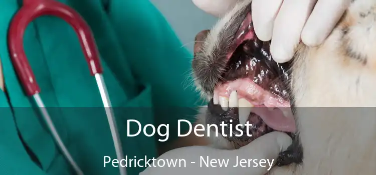 Dog Dentist Pedricktown - New Jersey