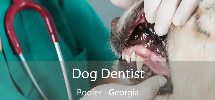 Dog Dentist Pooler - Georgia